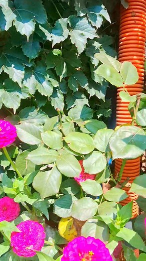 67K views · 8.9K reactions | Mesmerizing view | Din E Islam | Facebook