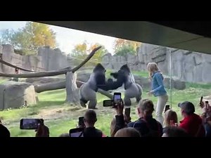 Gorilla Showdown! 2 Gorillas Fight Over a Woman in Zoo 😱 #viral #usa #funny #gorilla #zoo #trending