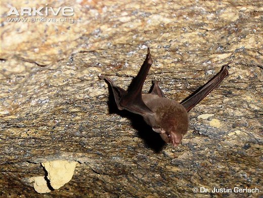 Seychelles sheath tailed bat - Alchetron, the free social encyclopedia