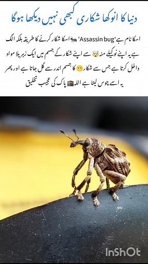 Assassin Bug 🕷Nature's Deadliest Mini Killer #bug #naturefacts #wildlife #amazingnature #shorts