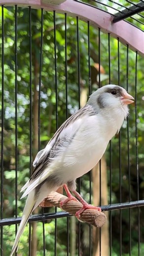 Canary Singing Bird Sounds