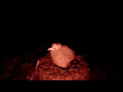 Mice kill Tristan Albatross chick on GOUGH ISLAND, South Atlantic Ocean