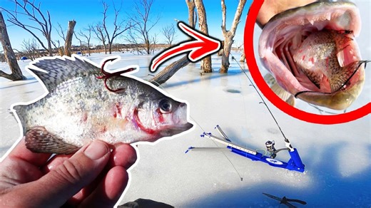 Whole crappie bait destroyed by toothy river predator