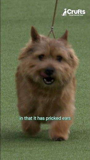 Whats that dog? It's the Norwich Terrier of course! ☺️ | Crufts 2026