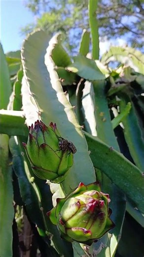 Tip: Be careful with these types of beetles when planting dragon fruit; they can cause damage to ...