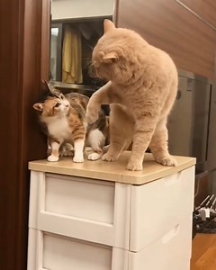 3.8K views · 204 reactions | New funniest cat video 2023 | Cute Kittens | Facebook