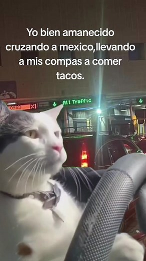 #CapCut #perritostiktokers #yavalio #perritosasustados #fronteramexicousa #tacosmexico #purasfallas