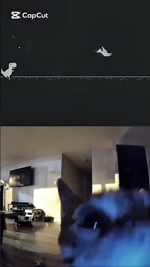 Flashbang meme #cat #memes #flashback