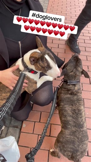 A Funny Dog Encounter Outside the Store