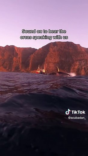 Understanding Orcas Communication Through Sounds