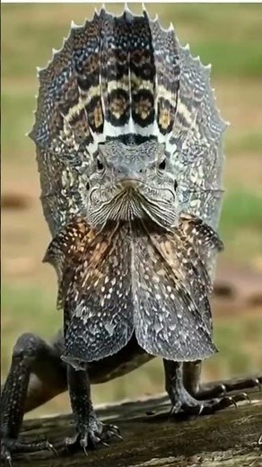 Unbelievable Lizard Transformation | The Frilled Dragon of Australia #youtubeshorts #animals #shorts