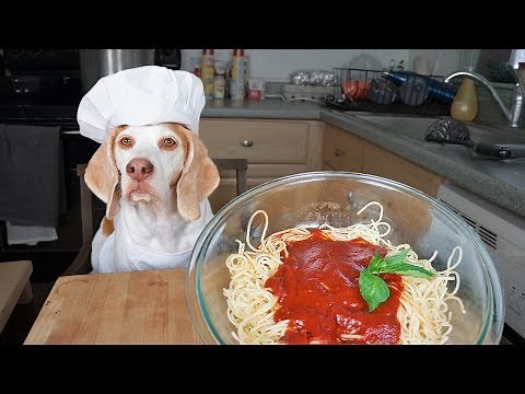 Funny Dog Makes Spaghetti: Chef Dog Maymo