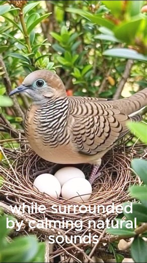 Morning Birdsong 🌳 Real Bird Sounds & Bird Singing | Spring Awakening Nature Sounds