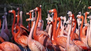 clip-1063715158-flock-swarming-red-pink-flamingos