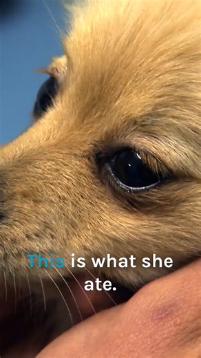 Tiny dog ate a 10-inch-long bikini! 😧 #reels #bondivet #dogs | Bondi Vet