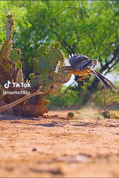 Bird vs. Snake: The Roadrunner's Hunting Tactics Revealed