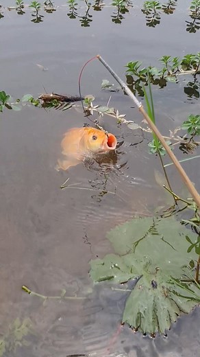 7.8K views · 22 reactions | Amazing hook fishing idea  #reels #fish #fishing | Alaska Fishing | Facebook