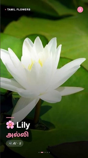flowers2 tamil #tamilbasics #tamilthroughenglish #learntamil