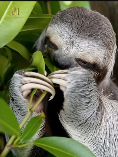 He Helped a Sloth Cross the Road… And It Smiled Back to Say Thank You 🦥😊 #rescueanimals