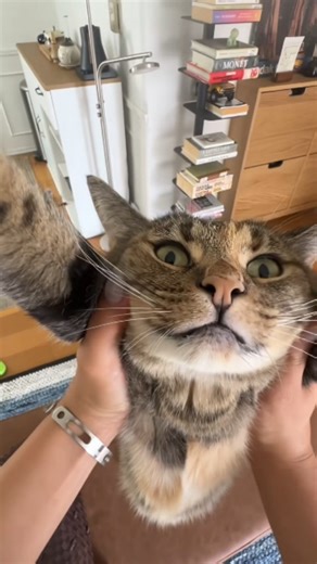 Kawaii & Spice on Instagram: "#cat #kitty #orangecat #catlover #catlife #dramaqueen #memes #blackcat"