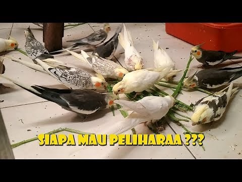 SERUNYA PELIHARA BURUNG PARKIT AUSTRALIA/FALK/COCKATIEL