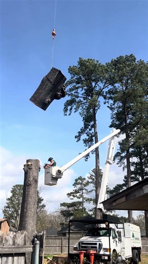 Large Tree removal #treeservice #treepruning #treeremoval #shorts