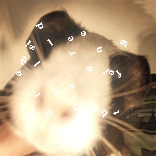 My Ginny pig | ginny