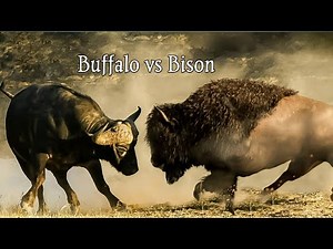 American bison vs Australian buffalo fight | angry buffalo and huge bison battle | animal battles