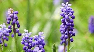 a rainy spring garden background video 4k 25fps