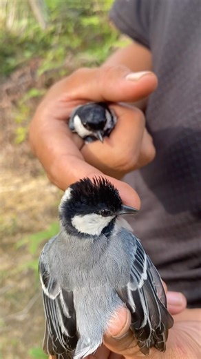 DAPAT SEPASANG BURUNG GELATIK BATU