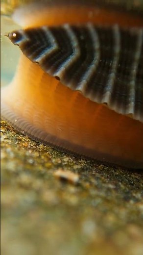 Unveiling the Secret Life of Limpets 🐚