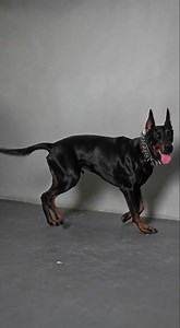 Behind these eyes, pure loyalty.🖤 | Dobermann Love