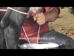 Milking cows by hand the old fashioned way