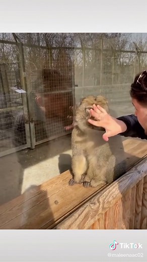 Surprised Monkey Magic Tricks | Zoo Surprise Reaction