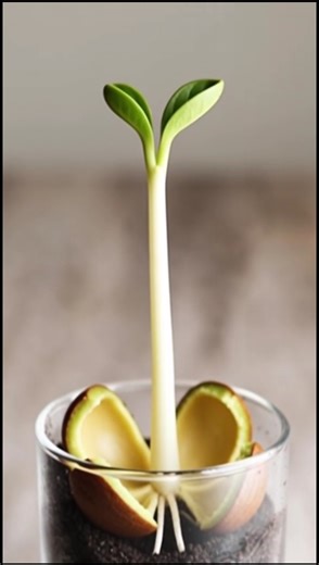 I Grew an Avocado From Seed!