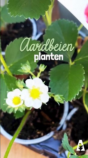Stadstuinieren - Aardbeien planten #moestuin #tuinieren #shorts