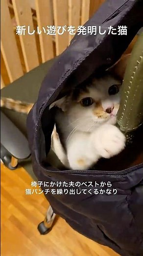 新しい遊びを発明した猫 #保護猫 #三毛猫