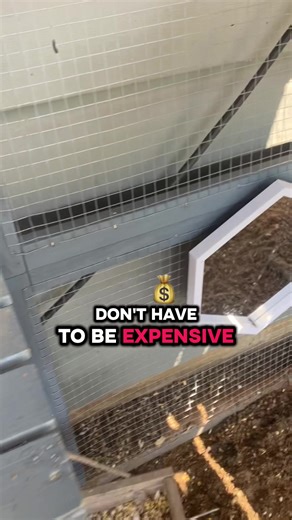 Essential Tips for Backyard Chicken Entertainment