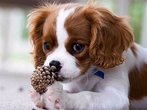 Cavalier King Charles : tempérament, soin, prix et vie quotidienne - Race de chien - Santévet
