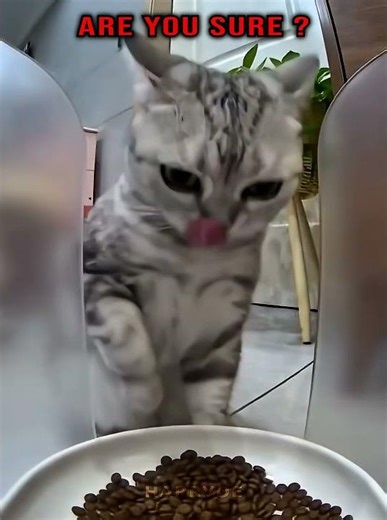 When cats are hungry 🗿 #cat #catshorts #trollfaceedit