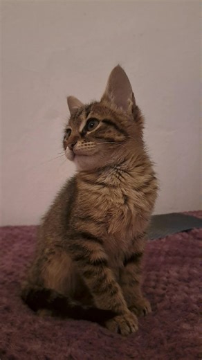 Cat Eye Care TipsMonitor your cat’s eyes for clarity and signs of irritation . Tips here: https://www.cat-zy.com/#cateyehealth #catcare #felinewellness #pethealth #catlovers | YellowMimish Cats | Facebook