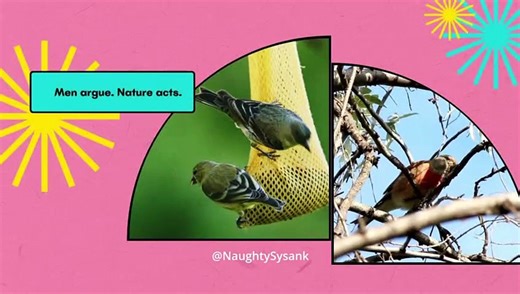 The Best Birds Slideshow EVER!