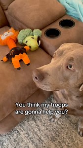 Our top reel of 2025! I still refer to these toys as Roger and Smiley 😆 #trainingday #dogsoffacebook #fblifestyle | Hannah Stiles