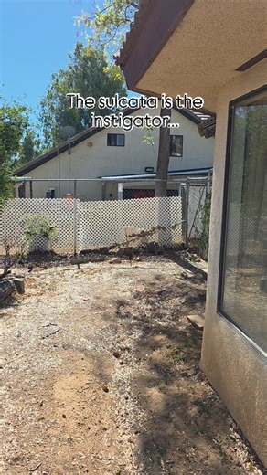 This tortoise is a bully 😭 | Pot Quest