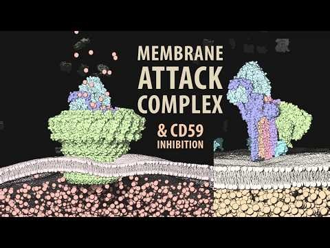Membrane Attack Complex (MAC) and the CD59 inhibitor | Molecular Animation