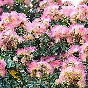 25 Pink Mimosa Tree (Albizia Julibrissin) Persian Silk Tree Seeds Very Showy Striking Fast-Growing Perennial Flowering Focal Accent Shrub Bush Tree Attract Pollinators