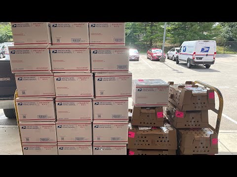 Quail for profit (starting a side business with your coturnix quail) by Myshire Farm