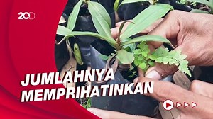 Upaya Menjaga Kantong Semar, Tanaman Langka Gunung Slamet