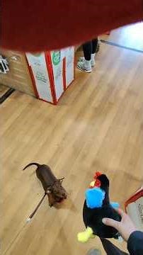 star the miniture Dachshund goes shopping for a new toy #dachshundpuppy #miniaturedachshund