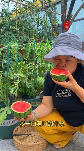 2k小西瓜，皮薄沙瓤多汁，你也种几棵尝尝吧 #2k西瓜 #种菜技巧